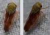 Oncopsis carpini